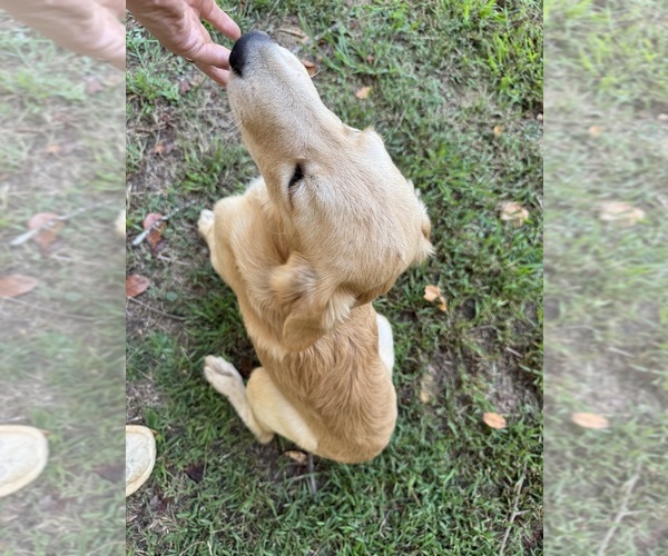 Medium Photo #7 Flat Coated Retriever-Golden Retriever Mix Puppy For Sale in SOMERVILLE, AL, USA