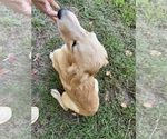 Small #6 Flat Coated Retriever-Golden Retriever Mix