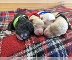 Image preview for Ad Listing. Nickname: Smokey