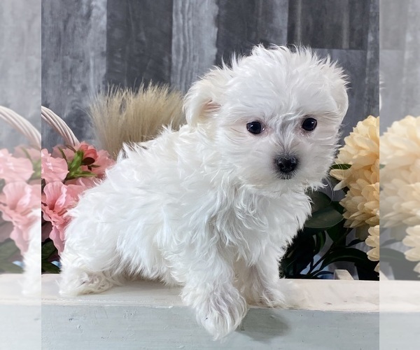 Medium Photo #3 Maltese Puppy For Sale in CANOGA, NY, USA