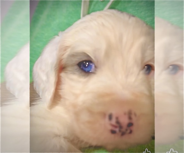 Medium Photo #3 Sheepadoodle Puppy For Sale in BUFFALO, MN, USA