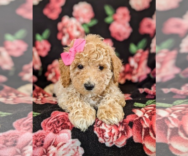 Medium Photo #6 Bichpoo Puppy For Sale in LINCOLN UNIV, PA, USA