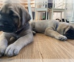 Small #10 Mastiff