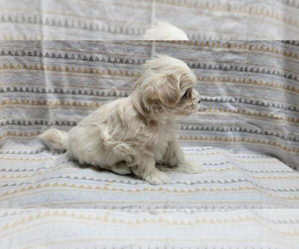Medium Photo #4 Maltipoo Puppy For Sale in BROOKFIELD, MO, USA