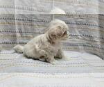 Small #3 Maltipoo