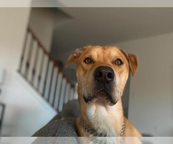 Medium Photo #3 Labrador Retriever-Unknown Mix Puppy For Sale in Coldwater, MI, USA