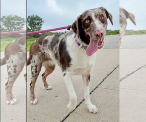 Australian Shepherd-Unknown Mix Dogs for adoption in Williamsburg, IA, USA