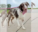 Small Australian Shepherd Mix