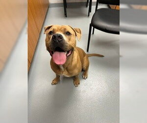 Mastiff-Unknown Mix Dogs for adoption in St. Cloud, FL, USA