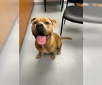 JOKER - Male Mastiff-Unknown Mix Dog for Adoption - Small photo
