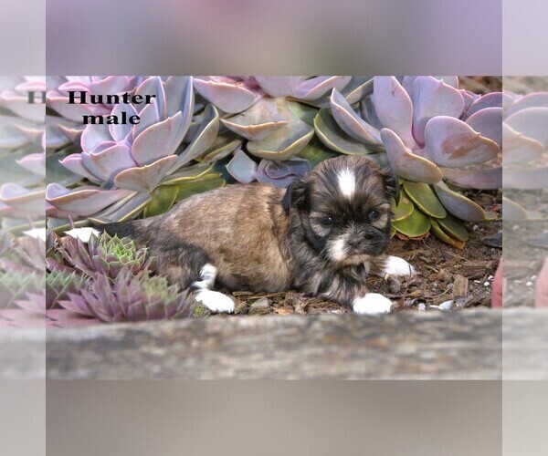 Medium Photo #10 Shih Tzu Puppy For Sale in CLARE, MI, USA