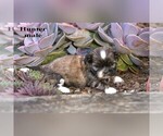 Small #9 Shih Tzu