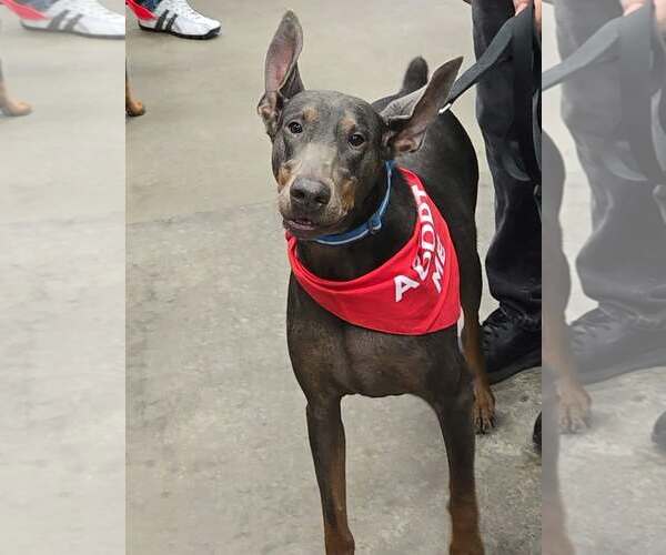 Medium Photo #2 Doberman Pinscher Puppy For Sale in Buffalo, MN, USA