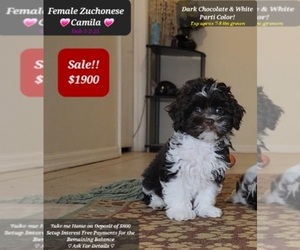 Havanese-Zuchon Mix Puppy for sale in TUCSON, AZ, USA