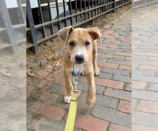 Medium Photo #2  Puppy For Sale in , 