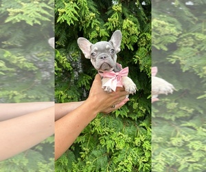 French Bulldog Puppy for sale in BROOKLYN, NY, USA