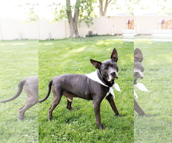 Medium Photo #13 Mutt Puppy For Sale in Crete, IL, USA