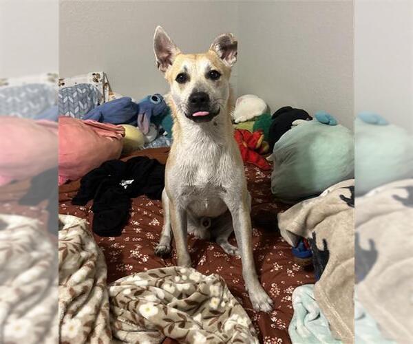 Medium Photo #2 German Shepherd Dog Puppy For Sale in Rosenberg, TX, USA