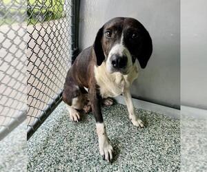 Treeing Walker Coonhound Dogs for adoption in Salisbury, NC, USA