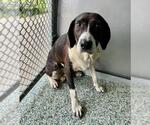 Small Treeing Walker Coonhound