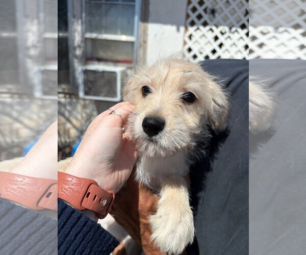 Medium Photo #2 Dachshund-Unknown Mix Puppy For Sale in Grafton, WI, USA