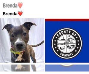 American Pit Bull Terrier Dogs for adoption in Akron, OH, USA