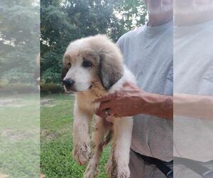 Great Pyrenees Puppy for sale in GROVETOWN, GA, USA