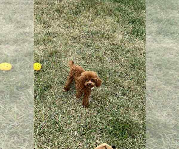 Medium Photo #9 Maltipoo Puppy For Sale in WARSAW, IN, USA