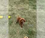 Small Photo #9 Maltipoo Puppy For Sale in WARSAW, IN, USA