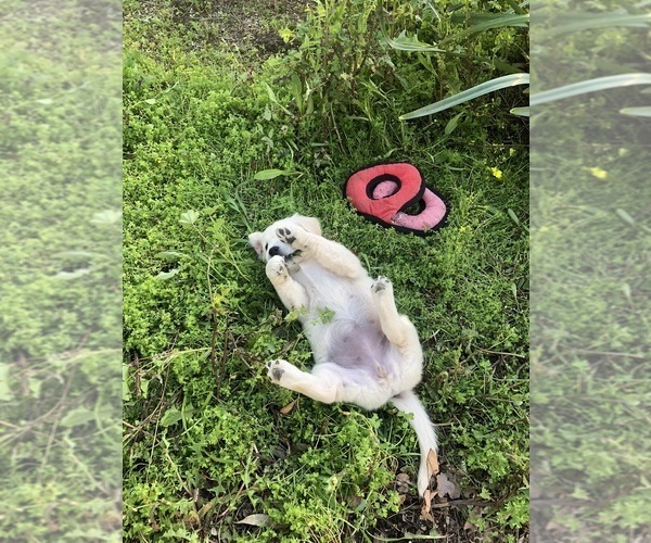 Medium Photo #5 Golden Retriever Puppy For Sale in CAMARILLO, CA, USA