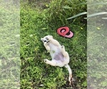 Small #4 Golden Retriever