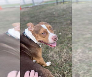 Staffordshire Bull Terrier-Unknown Mix Dogs for adoption in Louisville, KY, USA