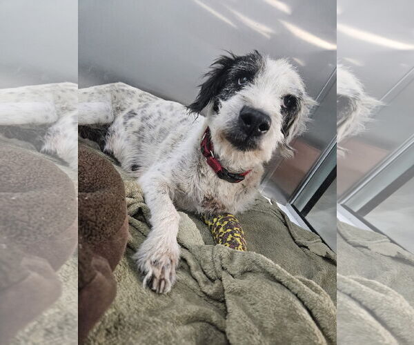 Medium Photo #5 Mutt Puppy For Sale in Chico, CA, USA