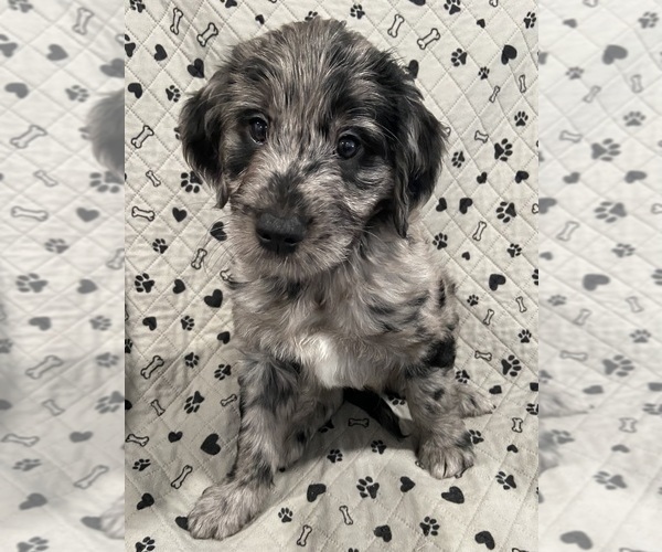 Medium Photo #7 Goldendoodle Puppy For Sale in CENTURIA, WI, USA