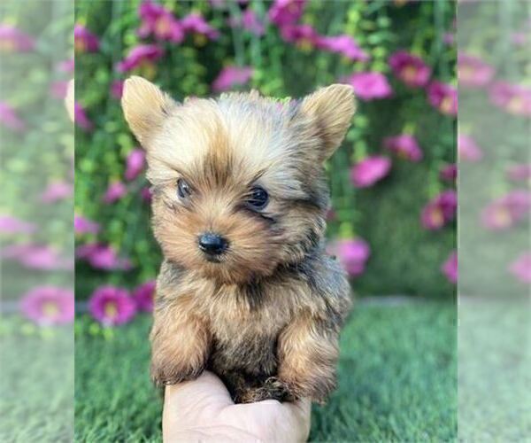 Medium Photo #19 Yorkshire Terrier Puppy For Sale in FORT LAUDERDALE, FL, USA