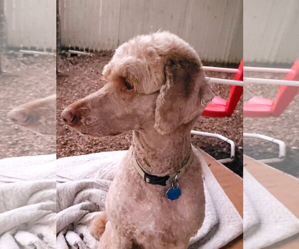 Medium Photo #2 Poodle (Standard) Puppy For Sale in Sequim, WA, USA