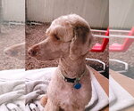 Small #1 Poodle (Standard)