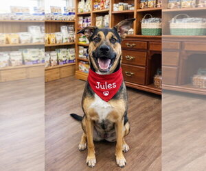 Jules - Female German Shepherd Dog Dog for Adoption - Photo #4