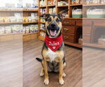 Small Photo #4 German Shepherd Dog Puppy For Sale in Euless, TX, USA
