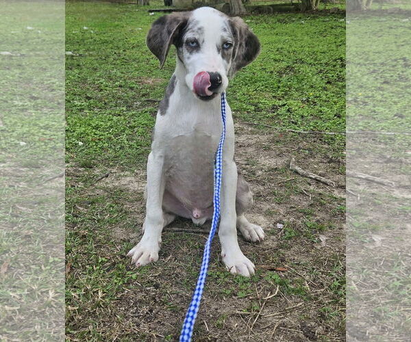 Medium Photo #12 Australian Shepherd-Unknown Mix Puppy For Sale in Wakefield, RI, USA