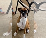 Small Photo #2 Boxer Puppy For Sale in LEESBURG, FL, USA