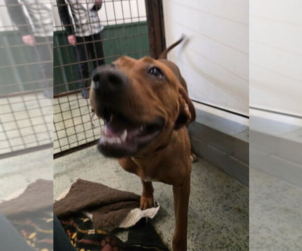 Medium Photo #3 Redbone Coonhound-Unknown Mix Puppy For Sale in Osgood, IN, USA