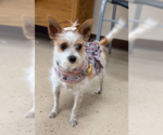 Small Photo #2 Chihuahua-Unknown Mix Puppy For Sale in Mundelein, IL, USA