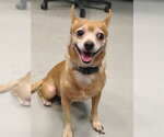 Small Chihuahua Mix