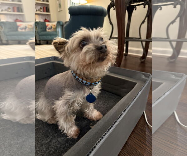 Medium Photo #8 Mutt Puppy For Sale in St. Louis Park, MN, USA