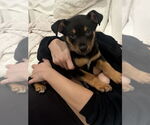 Small #1 American Pit Bull Terrier Mix