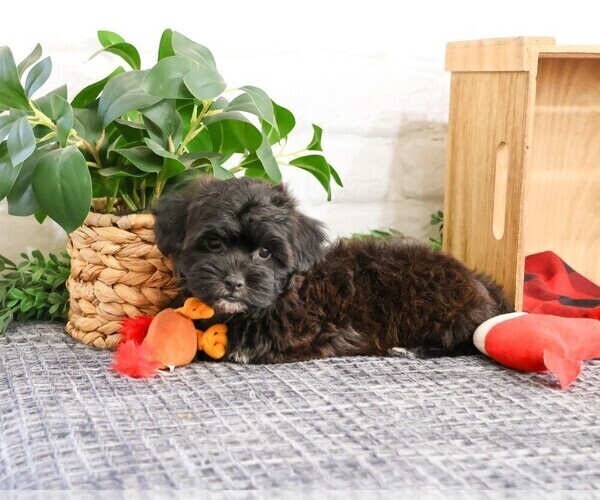 Medium Photo #3 ShihPoo Puppy For Sale in SYRACUSE, IN, USA