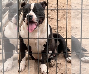 Mother of the American Bully puppies born on 05/02/2023
