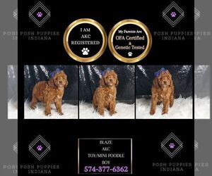 Poodle (Miniature) Puppy for sale in WARSAW, IN, USA