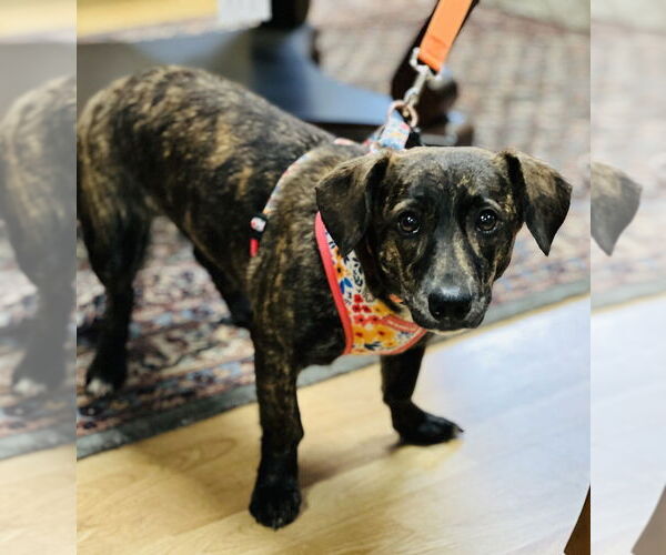 Medium Photo #2 Dachshund-Unknown Mix Puppy For Sale in Mundelein, IL, USA